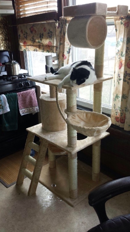 Wow hello new cat tree. This is no bathtub but it is pretty sweet and batman likes it too I guess sh