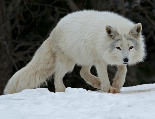 beautiful-wildlife:Arctic Fox by Rudy PohlParc Omega Nature Preserve near Montebello, Quebec, Canada