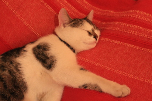 larabarakara:  I was studying in my room, turned around to grab something and saw this.  So, basically, this is not my cat.   But she’s all like chillin’ in my bed like she pays rent or smth.   How the fuck did she even got into the freaking house. 