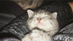 justcatposts:  sleepy lil guy