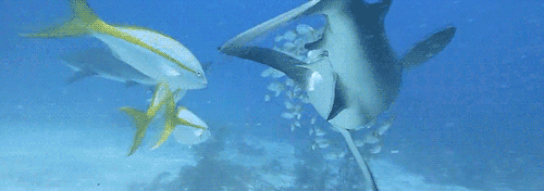 A Caribbean reef shark that survived a fishing accident is swarmed by a group of tropical fish