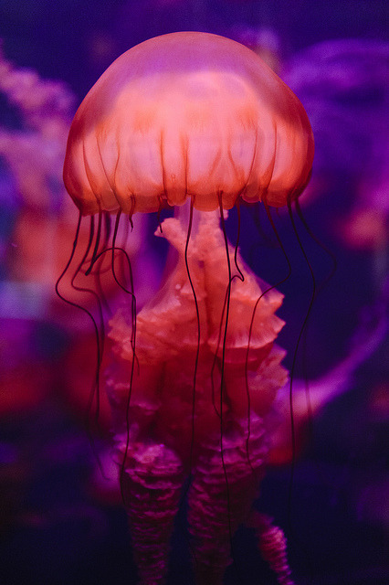 mooonjellies:  Tonya Doughty