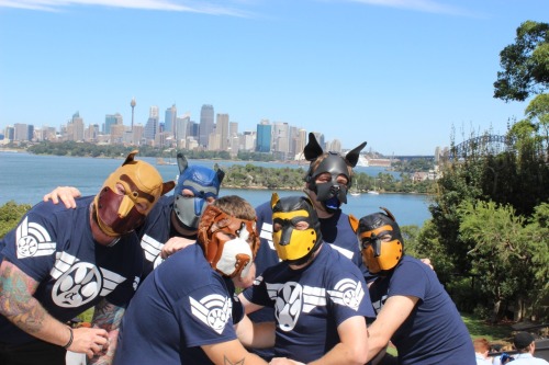 bearconcentrate:Sirius Pups Australia out and about in Sydney.I’ve had a few people asking where we got the shirts and hoods… The shirts are created by Primus (blue pup hood) AKA The Moody Bear and most of the pup hoods are from Mr S Leather. Arrow