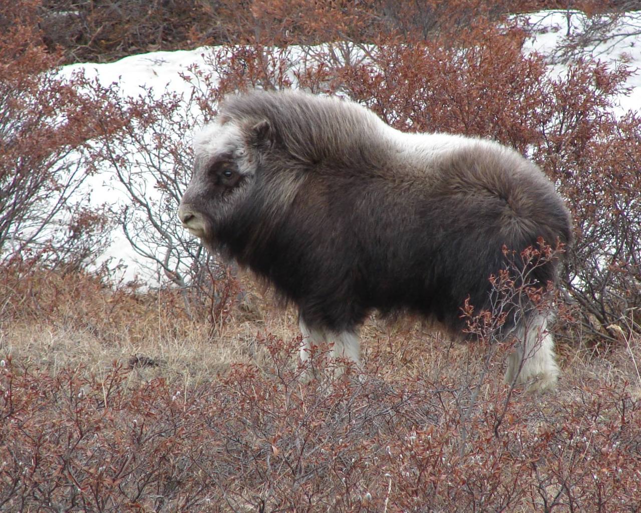 typhlonectes:  A young Muskox (Ovibos moschatus) endures a cold windy day, Bering