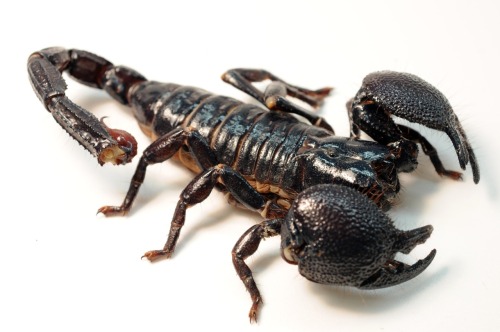 Emperor scorpion (Pandinus imperator)The emperor scorpion is a species of scorpion native to rainfor