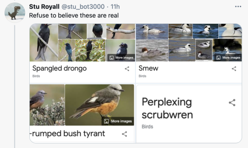 pterygota:thegunlady:  bird twitter is lighting up   my mom said her sister would insult people by calling them bird names such as “yellow-bellied sapsucker” and “red-headed woodpecker” (last one reserved for people with red hair)