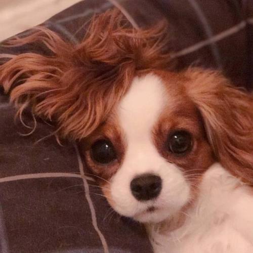 aww-so-pretty:Nessa the Cavalier