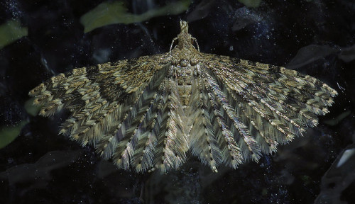 On safari in my front porch today, spotted a twenty-plumed moth - Alucita hexadactyla. I&rsquo;ve se