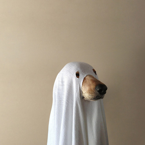 spookasaur:  IM LAUGJING SO HARD the picture looks so sleek and professional with the lighting but ITS A SPOOKY DOGE