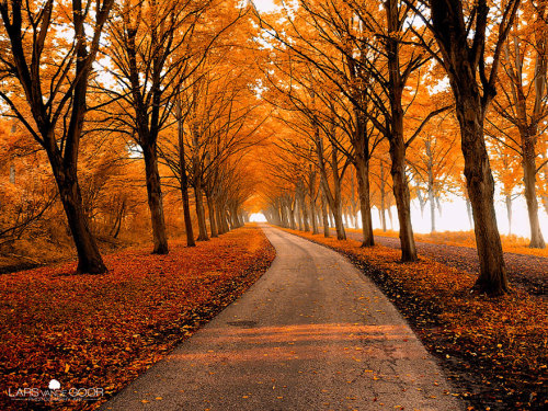 mryomyom:    Autumn In The White Carpathians Rhododendron Laden Path, Mount Rogers, Virginia, USA Spring In Hallerbos Forest, Belgium Autumn Path In Kyoto, Japan  Autumn Path Bamboo Path In Kyoto, Japan Hitachi Seaside Park Path In Japan Dark Hedges