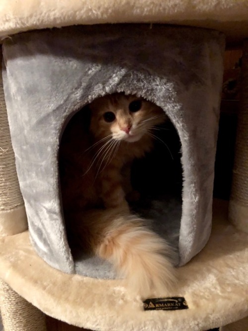 picturetakingguy:  Butter in her cave….she doesn’t like Monday’s either!