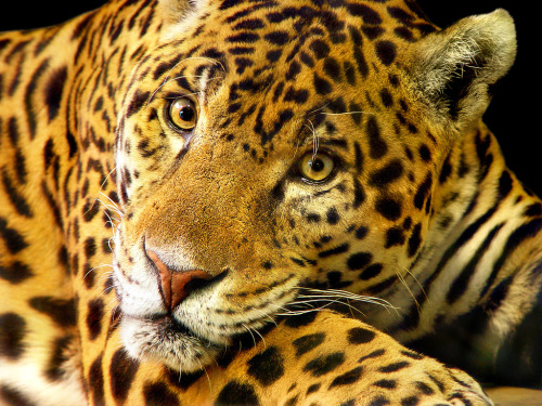 bigcatkingdom:  Daimler the jaguar (by Tambako the Jaguar)