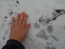 shrewreadings:  weasowl:  weasowl:  laylainalaska:  While walking the dog yesterday, we found the tracks of a pack of wolves that had passed across the edge of our property. (I live out in the highway in Alaska.) I took a picture of my hand next to a