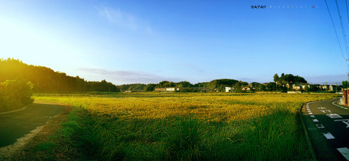 阳光田野/the field in the sunshine"