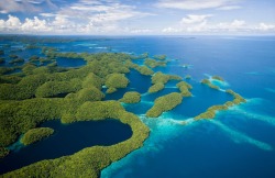 nevver:  You can’t get there from here  brain coral