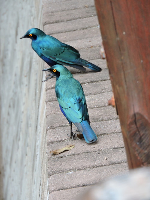 bio-diversity:Blue eared StarlingLamprotornis chalybaeus, Kruger National park Skukuza