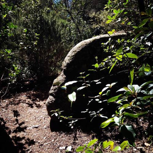 Natural Stone Monkey ⛰ #parcdelcorredor #iseefaces (en Parc del Montnegre i el Corredor)