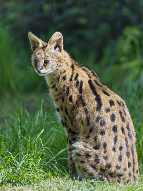  Serval sitting in the grass (by Tambako the Jaguar) 