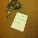 catasters: