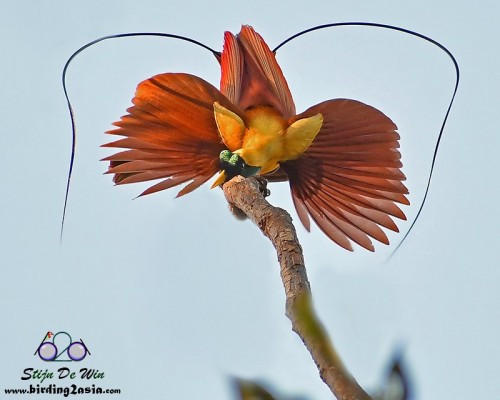 thehotgirlproject: perfect-plumage:Red Bird-of-Paradise (Paradisaea rubra) © Stijn De Win @oran