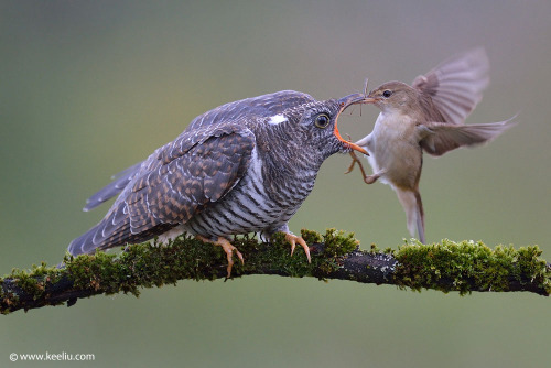 oflittleliterarymerit:cattletyrants:blurds:avianeurope:Common Cuckoo (Cuculus canorus) »by Kee LiuI’