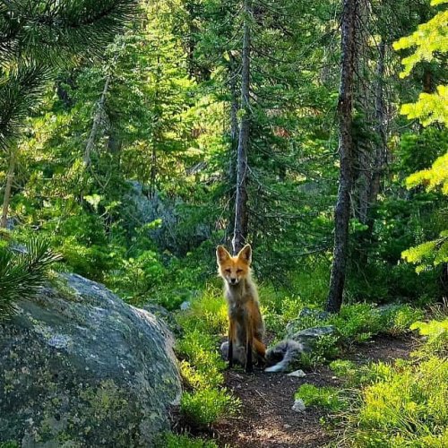 sitting-on-me-bum: Fox Nestled in the Sawtooth Mountains, Imogene lake is arguable one of the most i