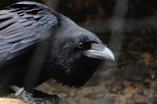 joshbyard:  Animal Consciousness: Corvids Demonstrate a Sense of Fairness  a pair
