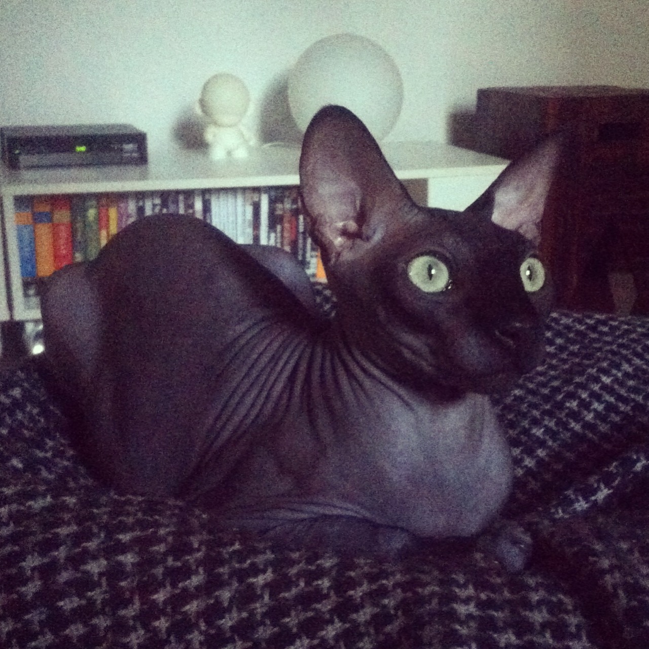 sithlordlindz:  Perfect. 