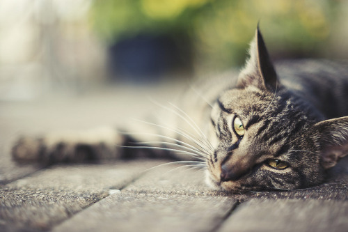 Lazy cat on Flickr.Über Flickr:Nikon D700 + Nikon 55mm F1.2 + Raw + Alien Skin Exposure 4New faceboo