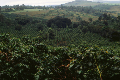 Tanzanian coffee plantation. Via rjones0856.