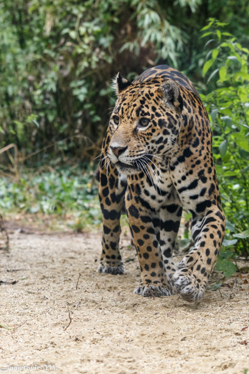 jaguarssoul:  by Mladen Janjetovic on Flickr 