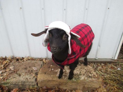 babygoatsandfriends:❤♚♑ soft goats, soft coats and soft grunge ♑♚❤antares-nova