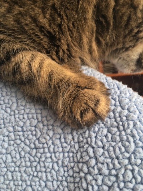 cat-warnick:Hello. This is my cat, Boo. I love her and her big paws