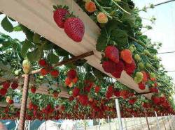 natureisthegreatestartist:  Growing strawberries on a trellis is pretty amazing, isn’t it? It sure makes picking them a lot easier. 