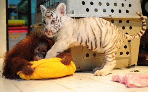 allcreatures:   A two and a half month old white Bengal tiger and a six month old baby orangutan play together in a nursery room at the Taman Safari zoo of Cisarua in Jakarta, Indonesia  Picture: BARCROFT MEDIA (via Pictures of the day: 23 September 2013