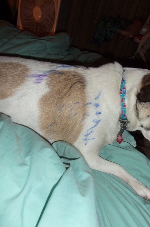 havocthe526th:  luckied:  //To show how tired I am, I just tried to write ‘What is it, Eren?’ on the dogs.   Yeah that didn’t go over well on Mack  Came out better on Molly. …I need help.  You’re weird…  Yes, I am, brother. Yes I am.  