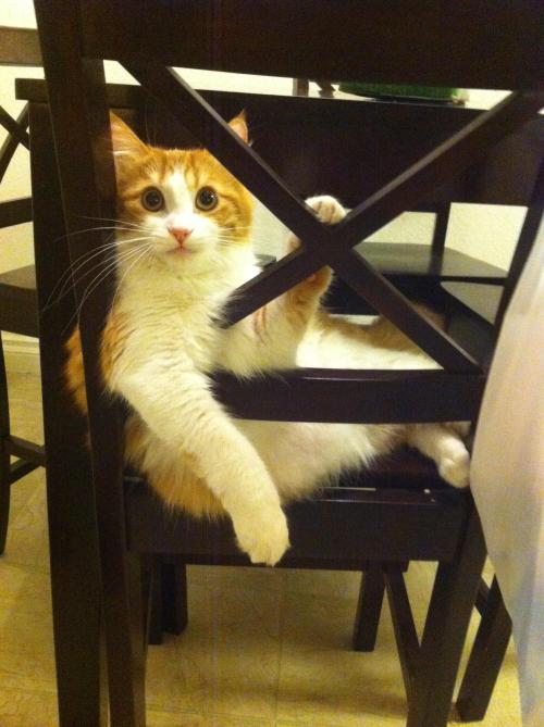 awwww-cute:  She sat like this and watched me the entire time it took to clean the kitchen last night