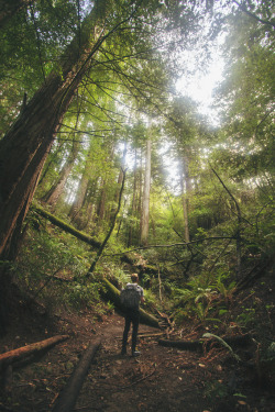 mystic-revelations:  Among the Ancients (by Whitney Justesen) 