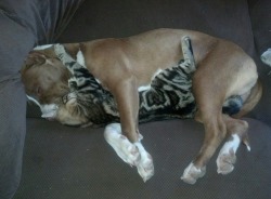 awwww-cute:   My sister’s pit bull she rescued seems to get along well with her cat 