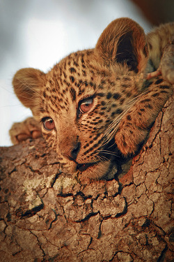eclypxe:  By Cameron Azad | Baby Leopard 