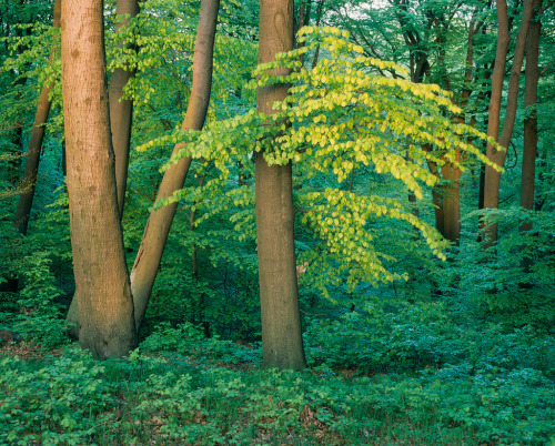 ps1:Glowing Leaves