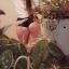 birdsxthebeauty