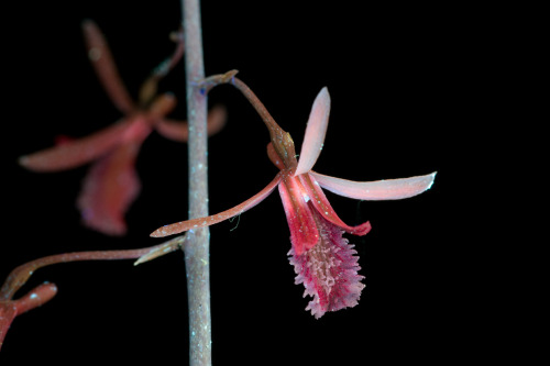 Eulophia callichroma is an interesting terrestrial orchid from several African countries including T