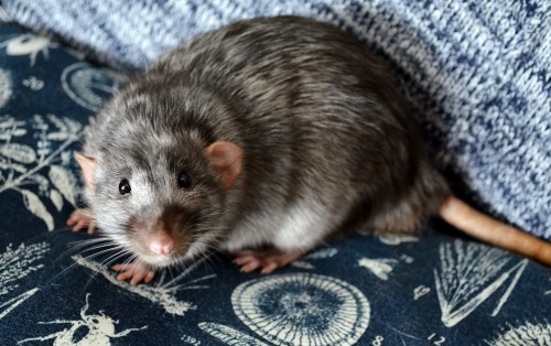 So I may be a hair biased but I find Silvermane to be the most stunning rat variety :) This is Ivar,