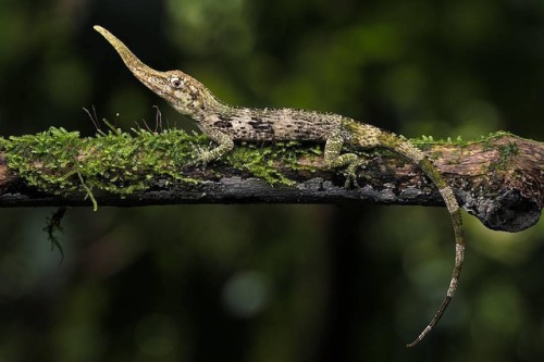 Without a doubt one of the most amazing lizards the Pinocchio anole (Anolis proboscis). Credit: Matt