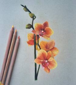Feels like fall 🍁🍂☺️ Time lapse video being posted on my YouTube now! #orchids #drawing #coloredpencil #carandache #flowers #fall #draw http://ift.tt/2duuxVi