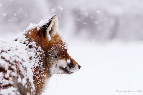 everythingfox: Powdered fox