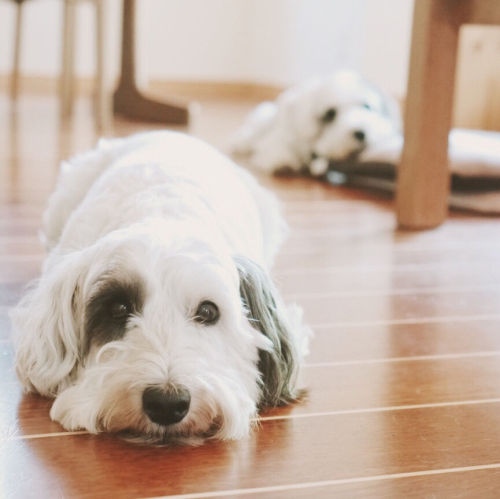 handsomedogs: Shu Ayama | Sealyham Terrier
