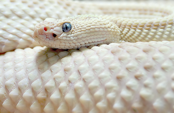coolthingoftheday:  Animal albinism.Here is my post on animal melanism. [x]Here is