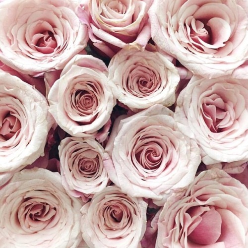ashoreh: jewelselite:GOLDOUX x JEWELSELITE Have courage, and be kind. xx Have courage, be kind. xx